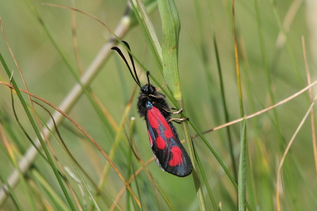 Zygaena.....?